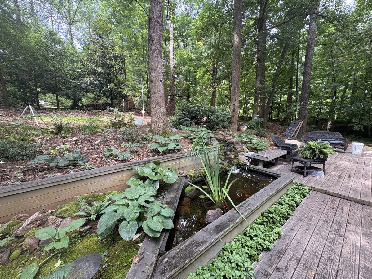 Koi pond — today