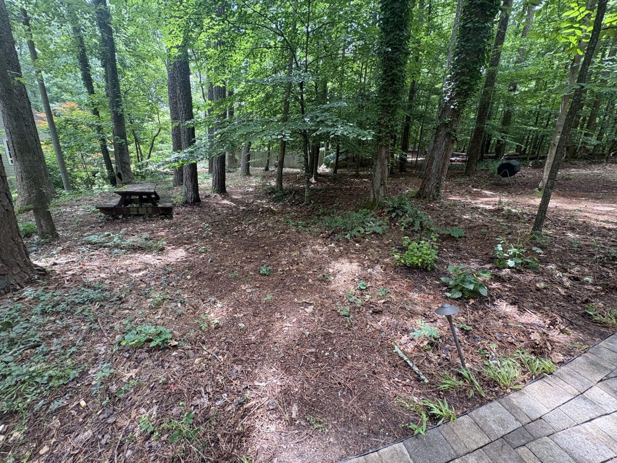 Picnic clearing — today